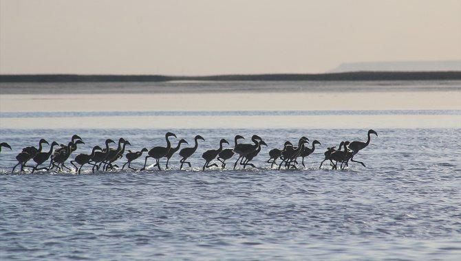 Flamingo yavruları Tuz Gölü'nde büyüyor