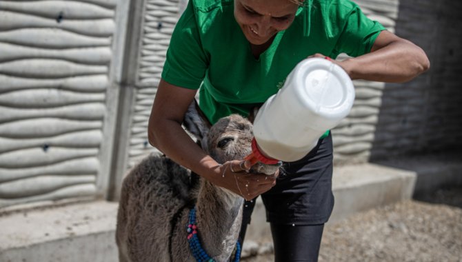 Yol kenarında bulunan sahipsiz sıpa "Fıstık" barınakta biberonla besleniyor