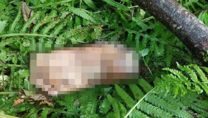 Artvin'de derede insan ayağı bulundu