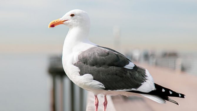 Kastamonu'da yaralı bulunan martıya "acil servis" müdahalesi