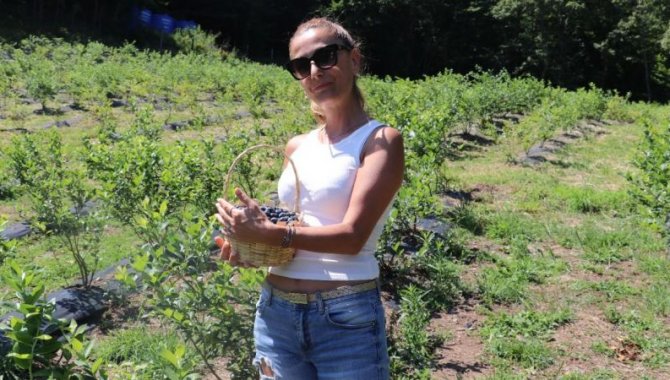 Mavi yemişi dalından almak isteyenler Kocaeli'deki bahçeye geliyor