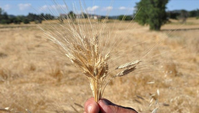 Kastamonu'da "buğdayın atası" siyezin hasadı başladı