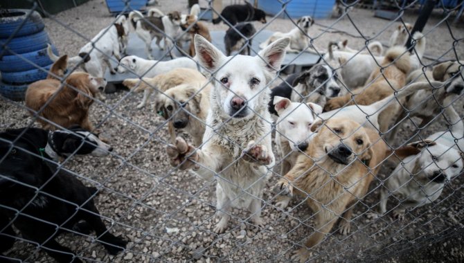 Bursa'da terk edilmiş çiftlikte bakımsız ve bitkin 16 köpek bulundu