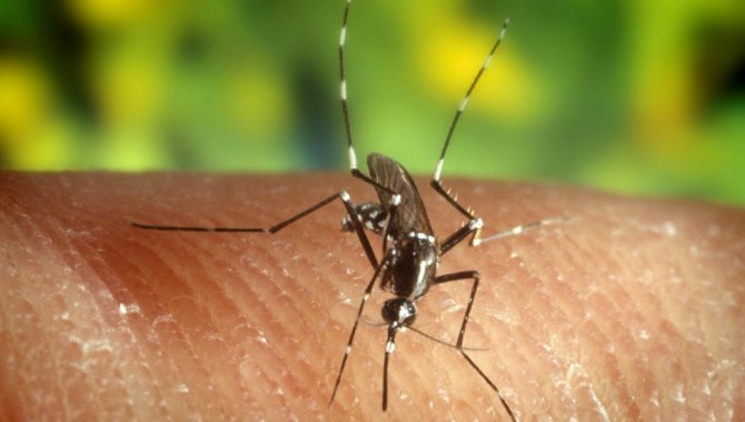 Belli Özelliklere Sahipseniz Sivrisinekler Tarafından Isırılmanız Kaçınılmaz