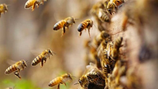Bingöl’de arıların soktuğu kişi öldü
