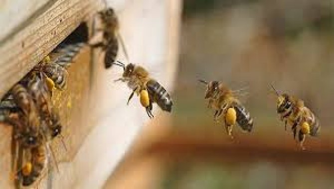 Çorum'da arı soktuğu için hastanede tedavi gören kadın öldü