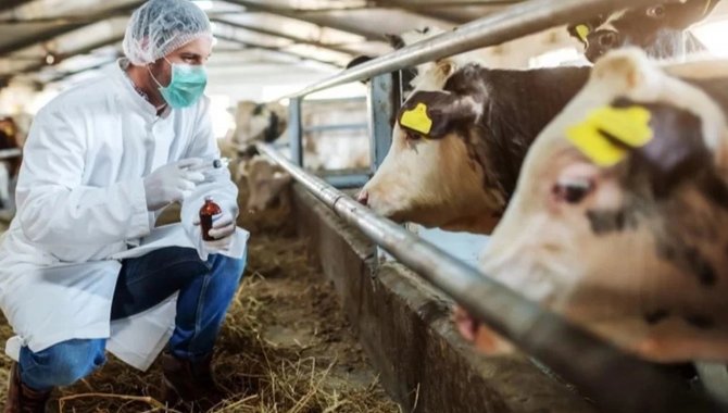 Samsun'da şap nedeniyle hayvan pazarları kapatıldı