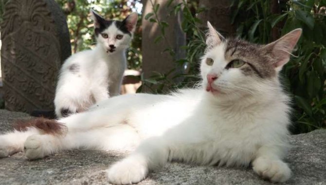 Eyüpsultan'da asitle yaralanan kedilerin tedavileri sürüyor