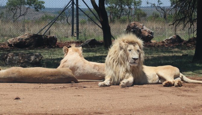 Güney Afrika'da tartışmalı bir turizm sektörü: Tutsak aslan endüstrisi