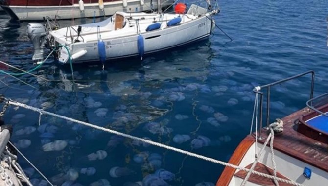 İzmir Körfezi'nde deniz anası yoğunluğu yaşanıyor