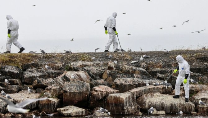 Finlandiya'da kuş gribi paniği sürüyor