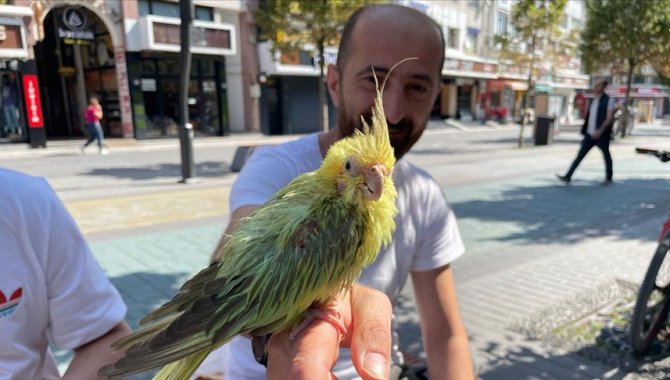 Trafik kazasında kaybettiği arkadaşının ismini verdiği papağan "can yoldaşı" oldu