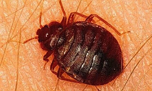 Çağın vampirine çare aranıyor