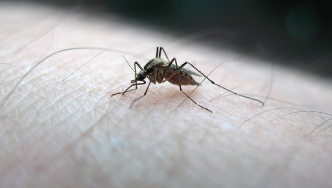 İranlı akademisyen ülkede sıtma vakalarında artış görüldüğünü söyledi