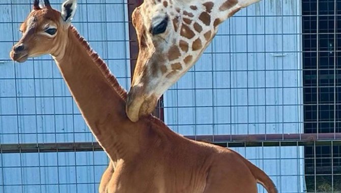 ABD’nin Tennessee eyaletinde bir hayvanat bahçesinde "nadir görülen" beneksiz zürafa doğdu