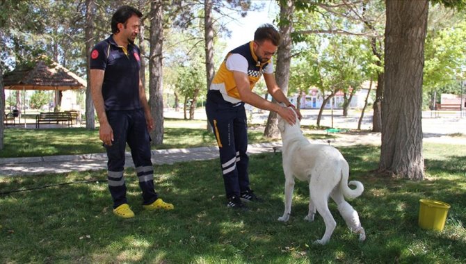 Ayağı yaralı köpek "Mahoni"ye 112 istasyonu çalışanları sahip çıktı