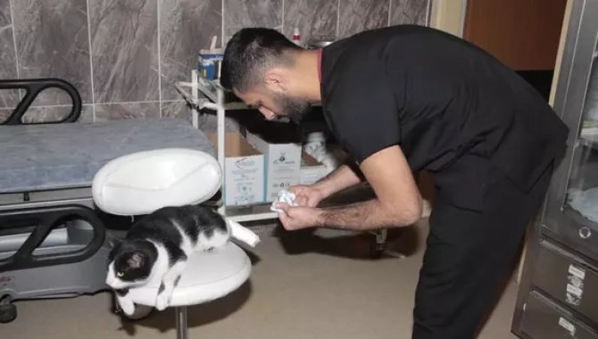 Trabzon'da yaralı bulunan kedinin tedavisi hastanede yapıldı