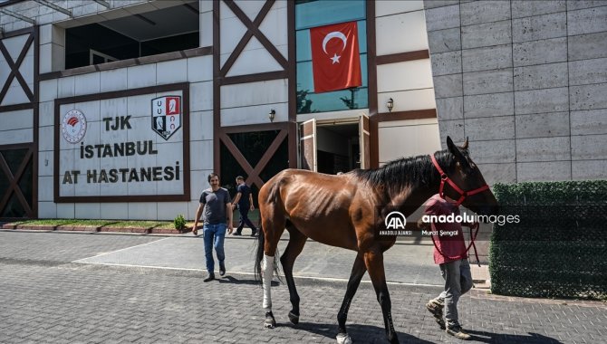 Paha biçilemeyen atlar bu hastanede tedavi ediliyor