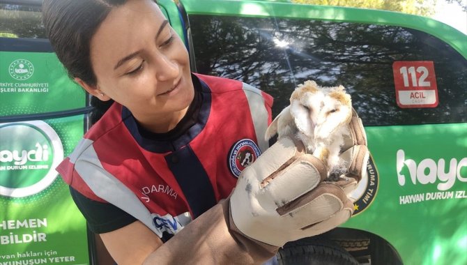 Manisa'da yaralı baykuş, tedavi altına alındı