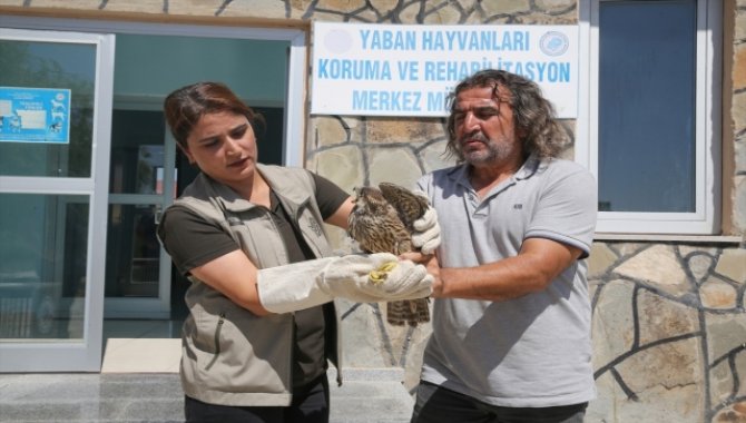 İsrail'de verici takılan gökdoğan kuşu, Van'daki tedavisinin ardından doğaya salındı