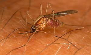 Sivrisinekler kimleri ısırır biliyor musunuz?