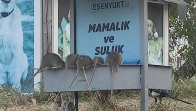 Esenyurt'ta sokağı basan farelere karşı ilaçlama yapıldı