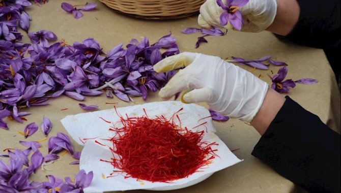 Karabük'te safran hasadı festivalle yapılacak
