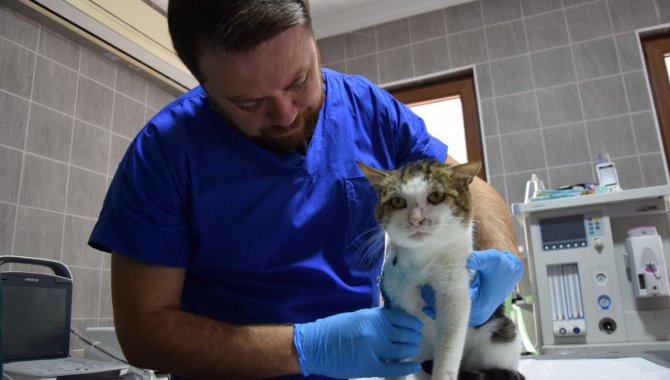 Bilecik'te aracın çarpması nedeniyle bacağı ikiye ayrılan kedi ameliyat edildi