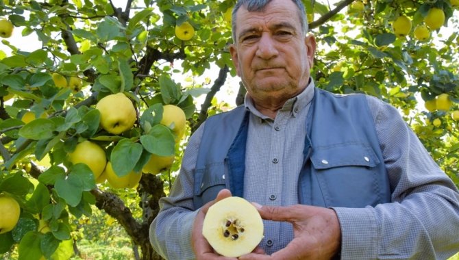 Bilecik'te hasadına başlanan Osmaneli ayvasında 10 bin ton rekolte bekleniyor