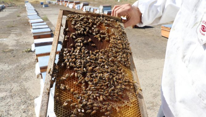 Tunceli'de arıların soktuğu 3 kişi hastaneye kaldırıldı