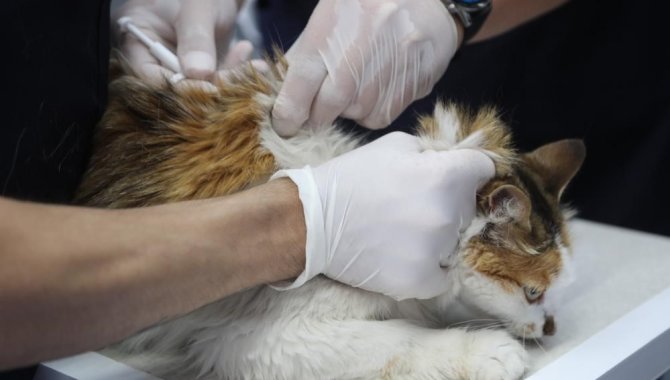 Diyarbakır’da 4 Bin 506 Kedi-köpek Aşılandı