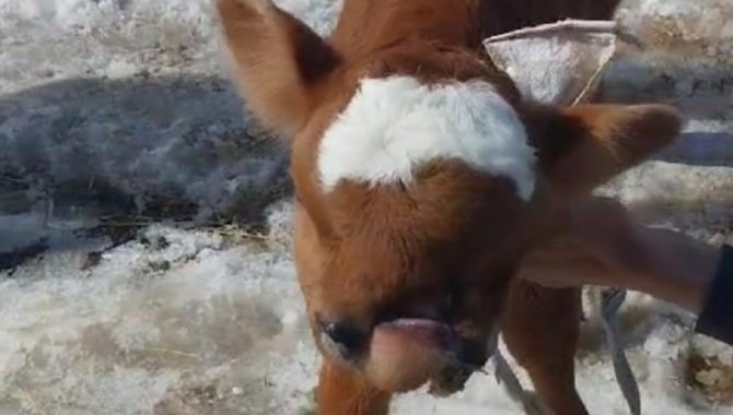 Burun Ve Dudağı Eksik Olarak Doğan Buzağı, Biberonla Besleniyor