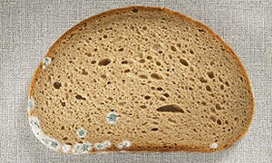 Bayat ve küflü ekmek karaciğeri kanser ediyor