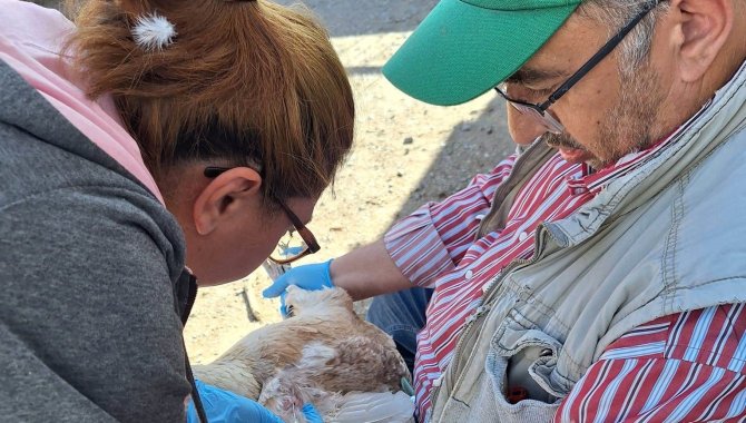 Emet’te Kanatlı Hayvanlardan Kan Ve Swap Numuneleri Alındı