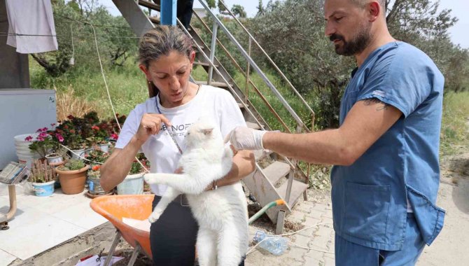 Ölümle Sonuçlanabilen Kuduzla İlgili Veterinerden Aşı Uyarısı