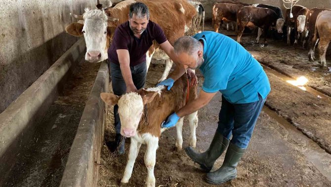 Türkiye’de İlk Kez Uygulanan Yöntemle Buzağı Ölümleri Yüzde 60’tan Yüzde 20’lere Geriledi