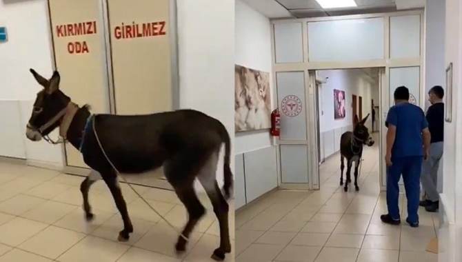 Yalova'da Kaçan Eşek Hastaneye Girdi