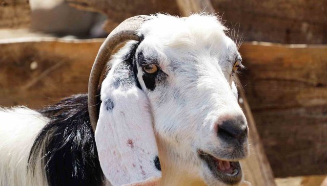 Uzmanı Uyardı: "Yeni Kesilmiş Kurban Etini Buzdolabına Koymayın"