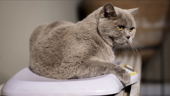 Obez kedi "Şiraz" egzersiz ve diyetle 6 kilo verdi