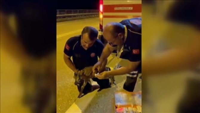 Artvin'de 112 Acil Sağlık ekibi yaralı yaban keçisine müdahale etti