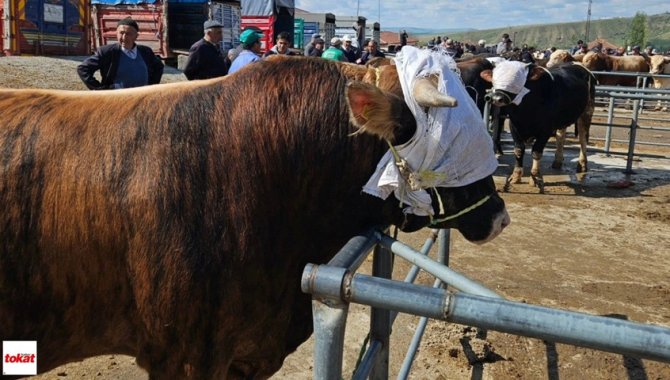 Yozgat'ta şap hastalığı tedbirleri kapsamında hayvan pazarları kapatıldı