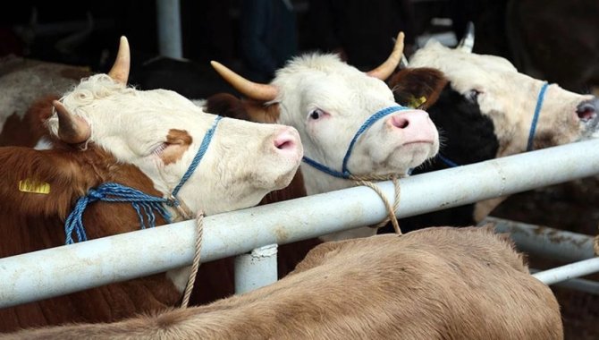 Artvin'de şap hastalığı nedeniyle hayvan hareketleri durduruldu