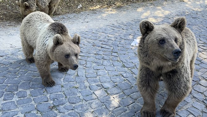 Nemrut Kalderası'na gelen ziyaretçilere "bozayılara yaklaşmayın" uyarısı