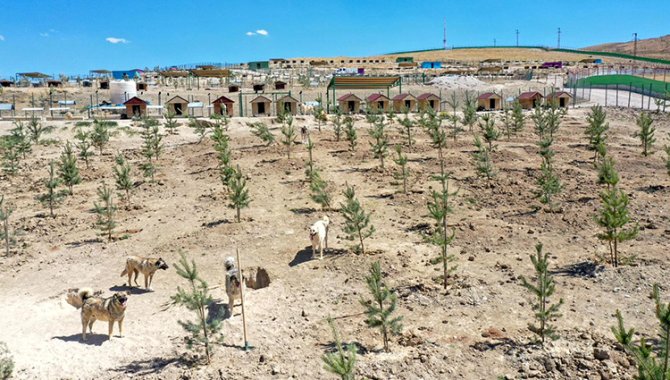 Sahipsiz köpeklerin barındırıldığı doğal yaşam alanı 2 bin fidanla yeşillendirildi