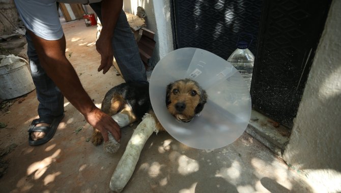 Balıkesir Sındırgı'daki depremde düşen molozun altında kalarak yaralanan köpek tedavi edildi