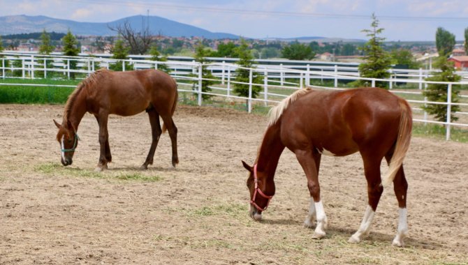 Osmaniyeli yetiştirici, yarışlara hazırladığı atları kas gelişimi için 6 ay yaylada bırakıyor