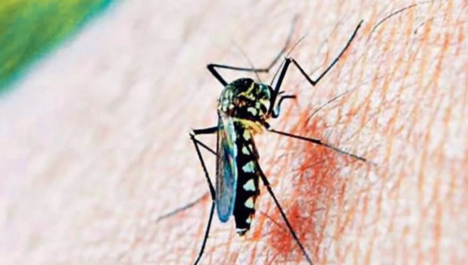 İngiltere'de sivrisinek kaynaklı chikungunya virüsü vakaları iki kattan fazla arttı