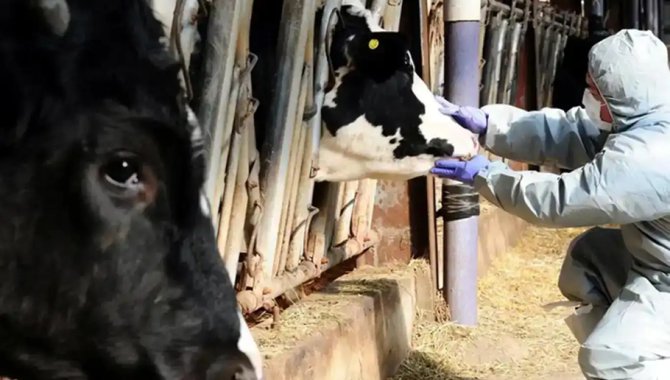 Hakkari'de şap hastalığına karşı uygulanan karantina tedbirleri kaldırıldı