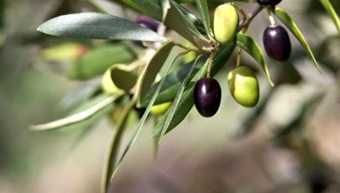 Karabük'ten kısa kısa