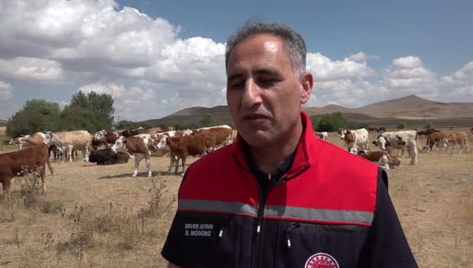 Kars Tarım ve Orman Müdürü Aydın, şap hastalığına ilişkin konuştu: